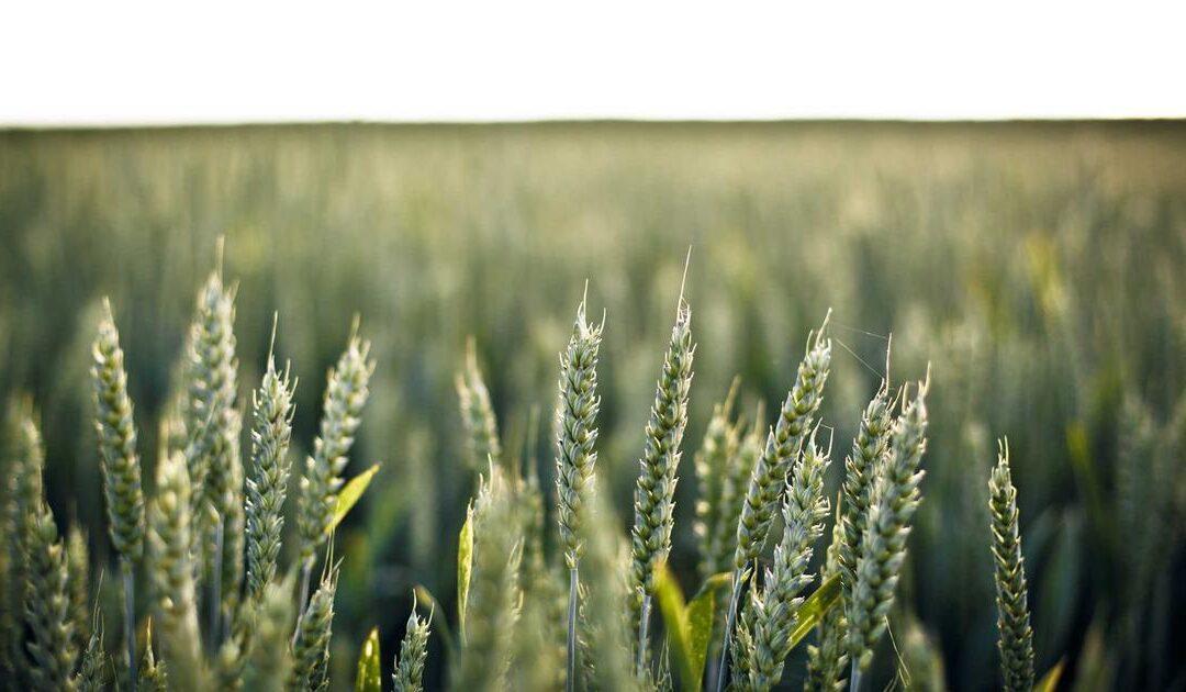 Estudio de viabilidad urbanística: qué es y para qué sirve