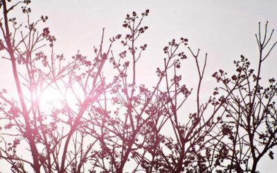 ITE aprobada con deficiencias: plazos y obligaciones