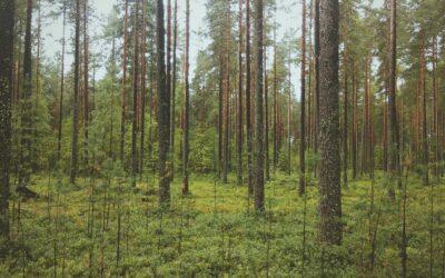 Primera ocupación de vivienda en Madrid: licencia y trámites