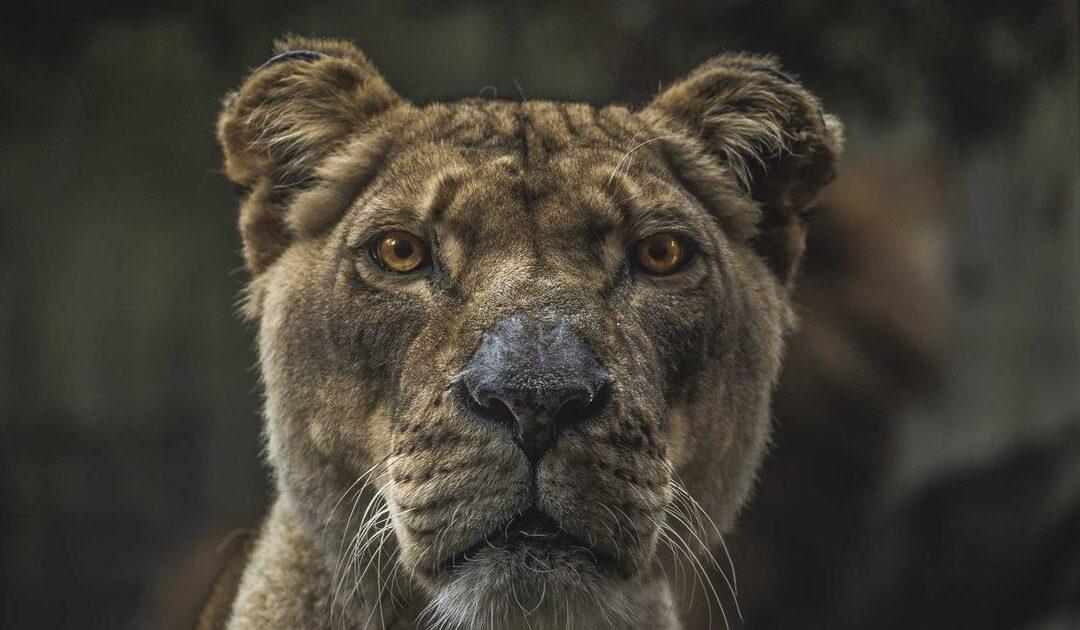 Rehabilitación de fachada en Madrid: obligaciones, ayudas y proceso