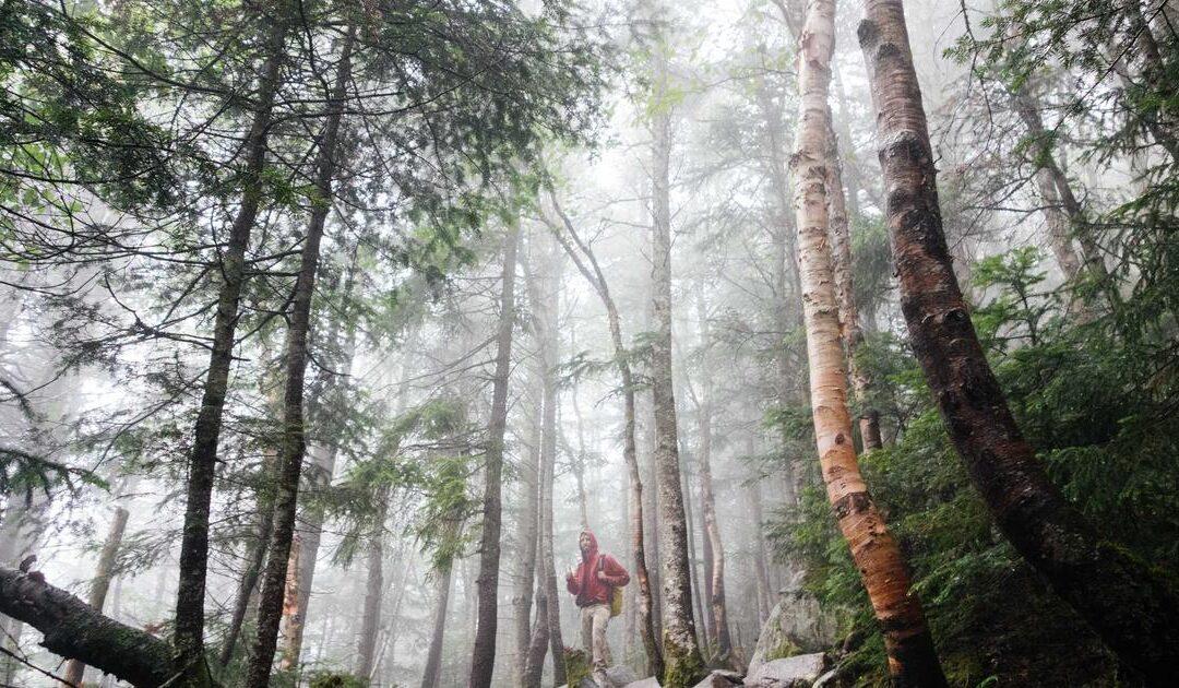 Licencia de actividad en Madrid: tipos, plazos y proceso 2026
