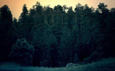 Reformas de pisos históricos en Madrid: cómo conservar el carácter original